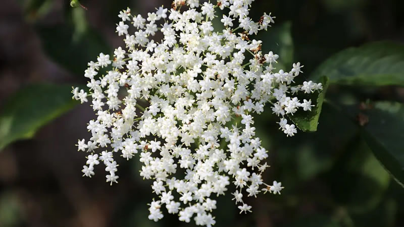 Descubre las propiedades de la flor de saúco y cómo puedes tomarla