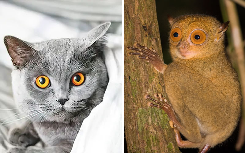 Los 7 animales exóticos con los ojos más llamativos del mundo