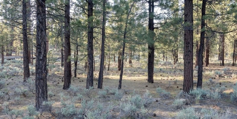 ¿Cómo se le llama a los árboles que no dan frutos?