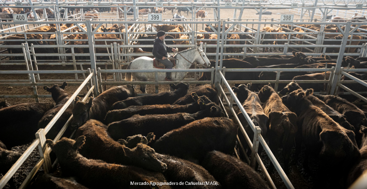 Mercado ganadero en problemas: Baja demanda de carne afecta el valor de la Hacienda