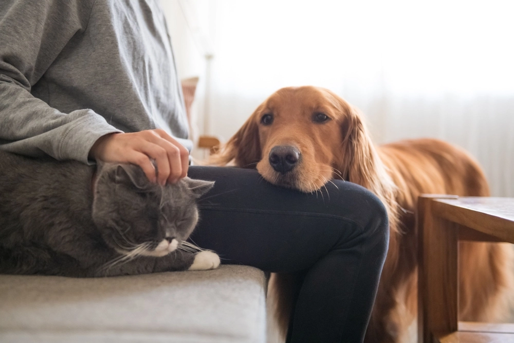 Chile: Proyecto de ley ‘Duque’ busca reconocer el duelo por la pérdida de mascotas otorgando un día de permiso laboral