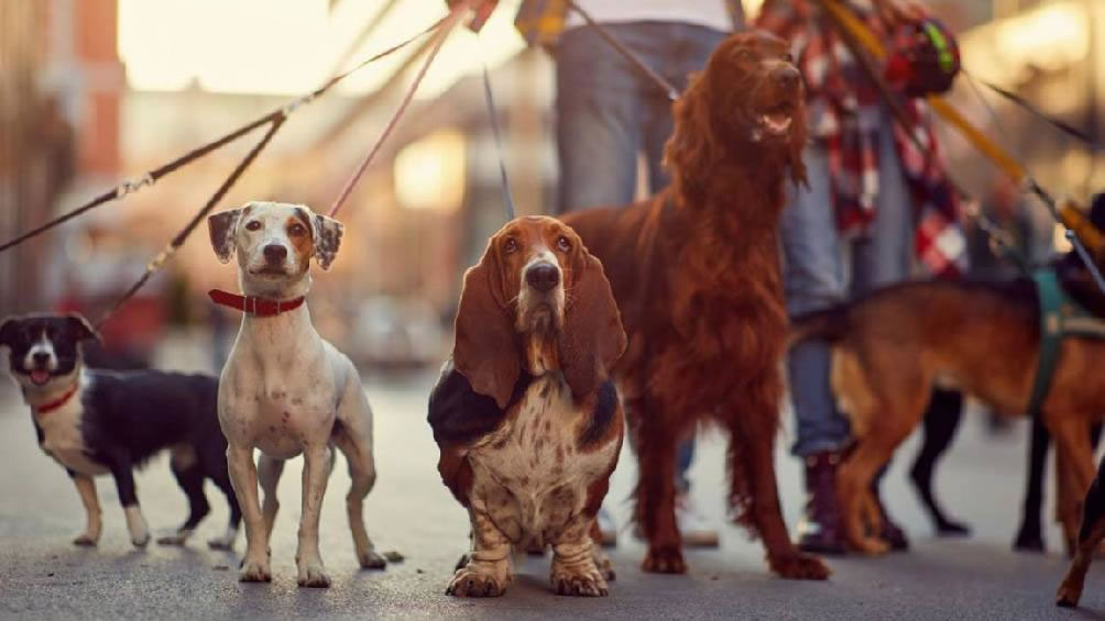 Confirman que en Nueva York hay más perros que niñas y niños