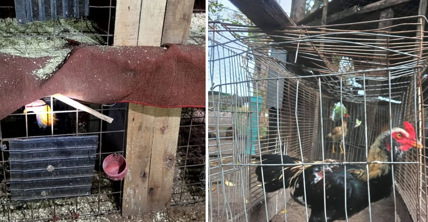 Allanamientos por maltrato animal tras denuncia por riñas de gallos en Benito Legerén