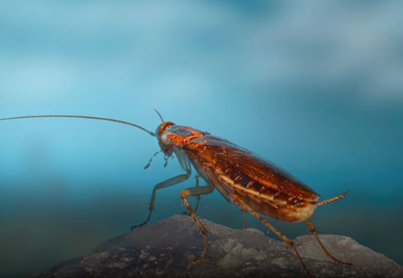 Cientificos identificaron el origen de la «cucaracha alemana», una de las especies más comunes en el planeta