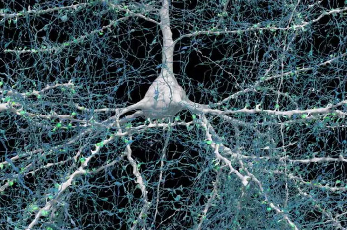 Por primera vez, científicos de Harvard detallaron cómo es un milímetro cúbico de cerebro