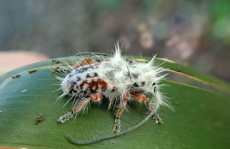 Descubren un escarabajo sorprendentemente esponjoso