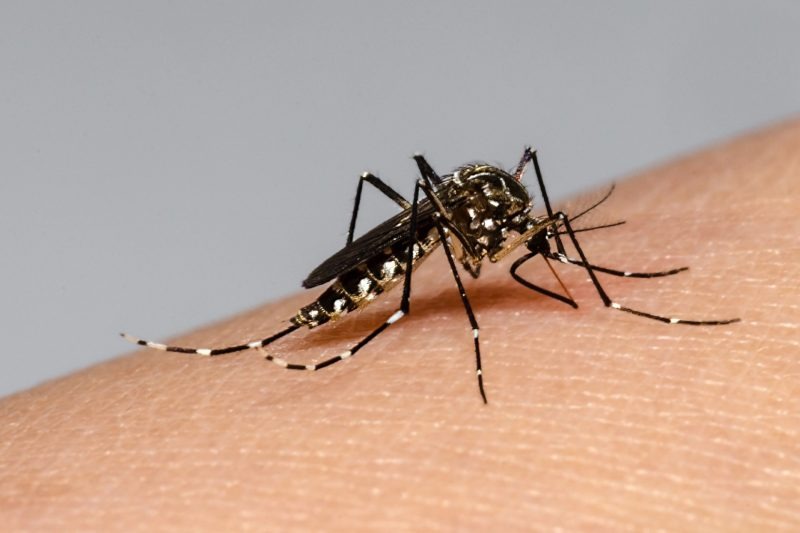 Dengue: Novena semana consecutiva con descenso en Entre Ríos