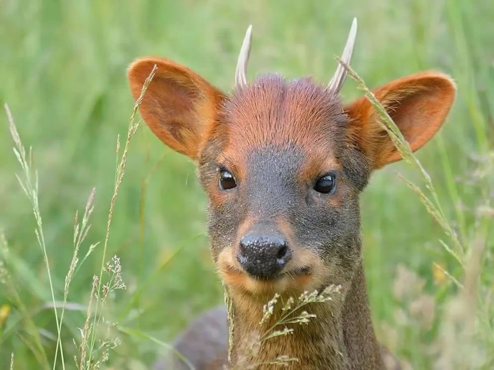 Un turista encontró en Bariloche un Pudú, un animal en peligro de extinción