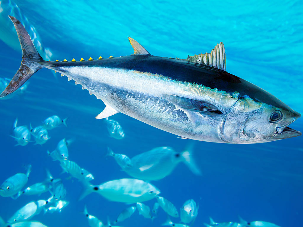 Por qué los peces se están achicando y cómo puede afectarnos este fenómeno