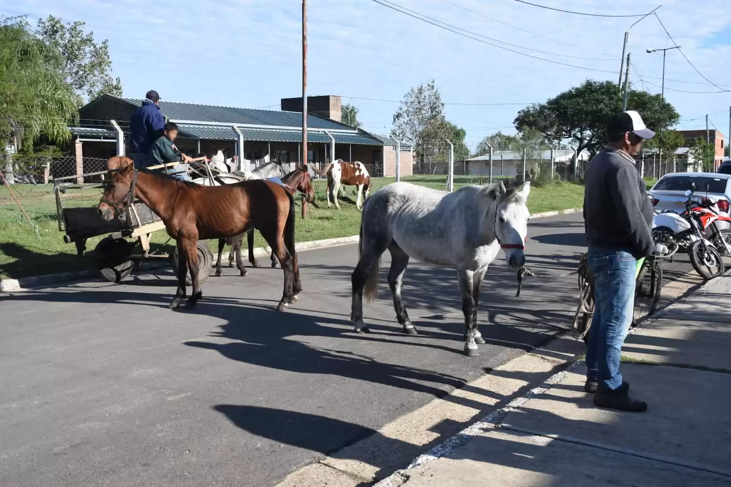 Chipeo y registro digital son las nuevas políticas municipales para el cuidado de caballos de tracción a sangre