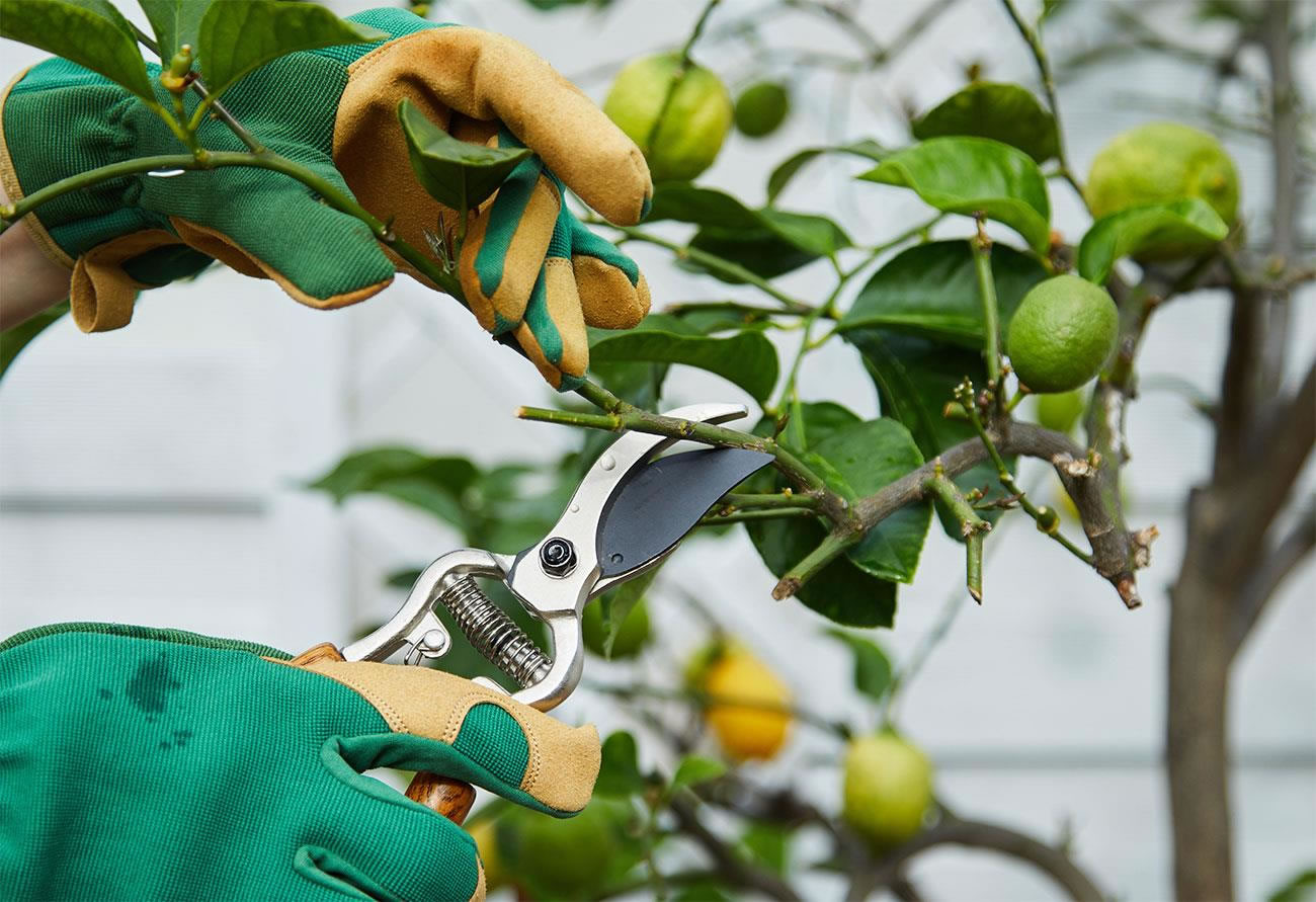 Convocatoria abierta: Capacitación laboral en poda e injertos de citrus y poda de nuez pecan