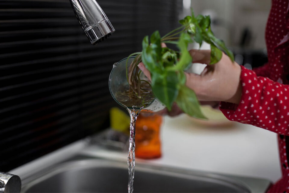Ante el aumento de la temperatura, se recuerda la importancia de eliminar criaderos de mosquitos