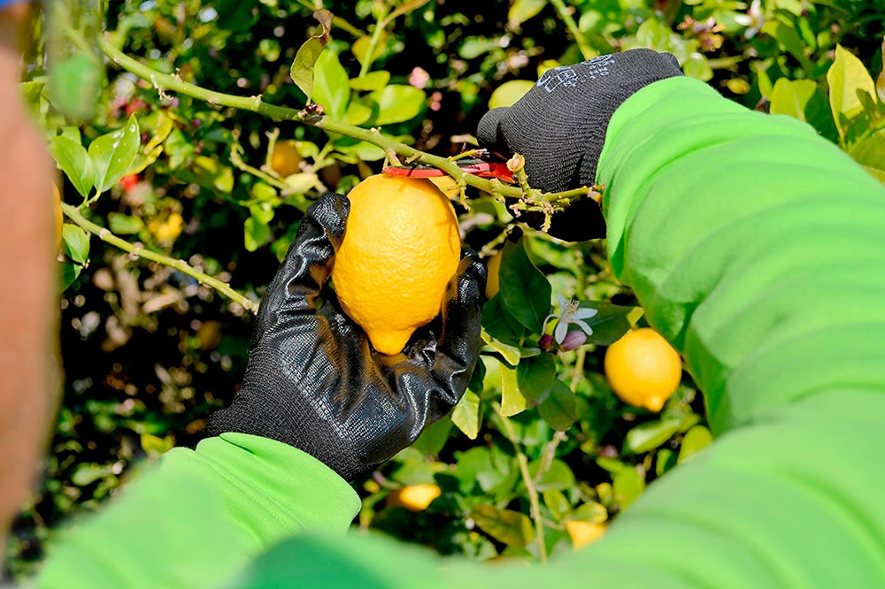 HLB: La Municipalidad y la Asociación de Citricultores de Concordia renovaron el convenio de cooperación mutua