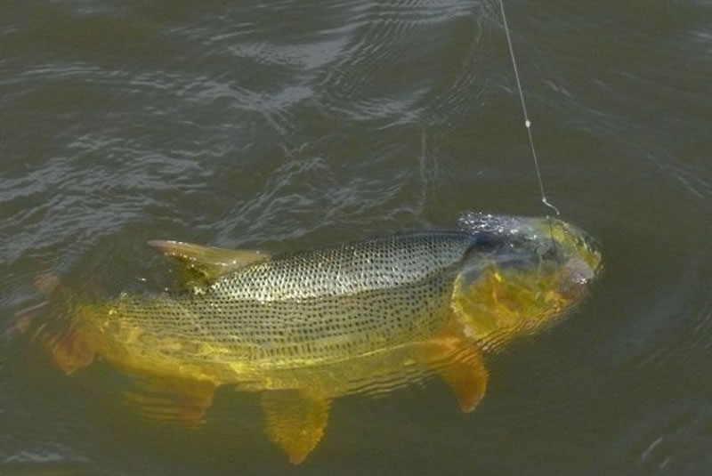 Comienzan los preparativos para la 30° Edición de la Fiesta Argentina Pesca del Amarillo
