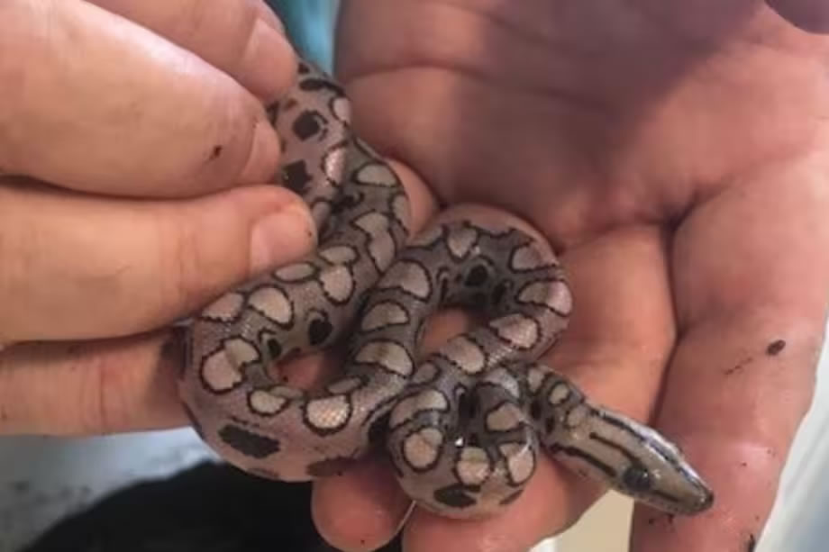 Una serpiente dio a luz a 14 crías sin pareja