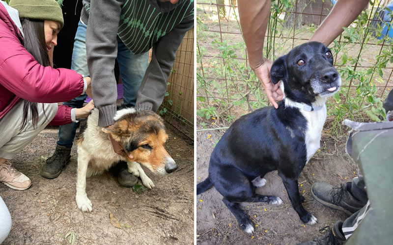 Sociedad Protectora de Animales Concordia – «El Refugio»: Una misión de amor y cuidado animal en Concordia