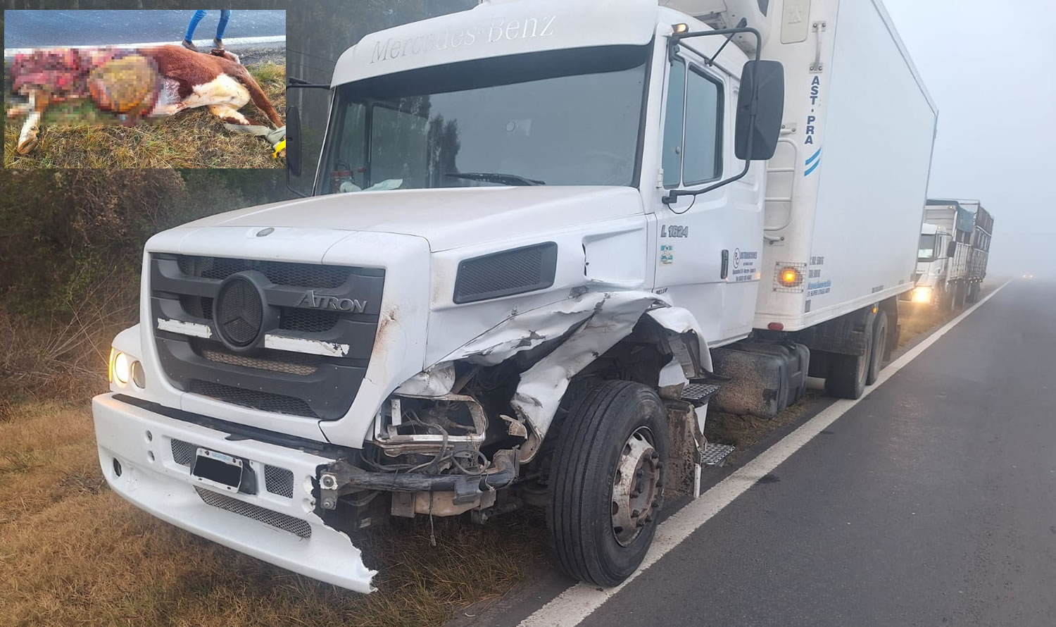 Un camión y una camioneta chocaron contra una vaca provocando la muerte del animal