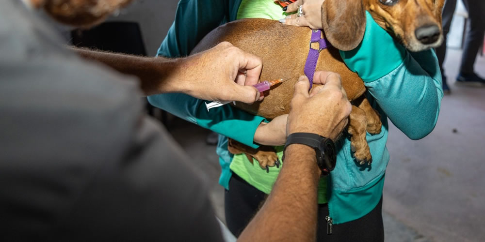 Desde Veterinaria afirman que tienen previsto aplicar cerca de 3000 vacunas antirrábicas