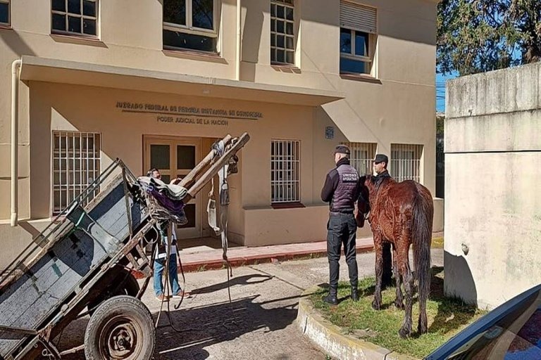 Carro de tracción a sangre chocó un automóvil e intentó darse a la fuga