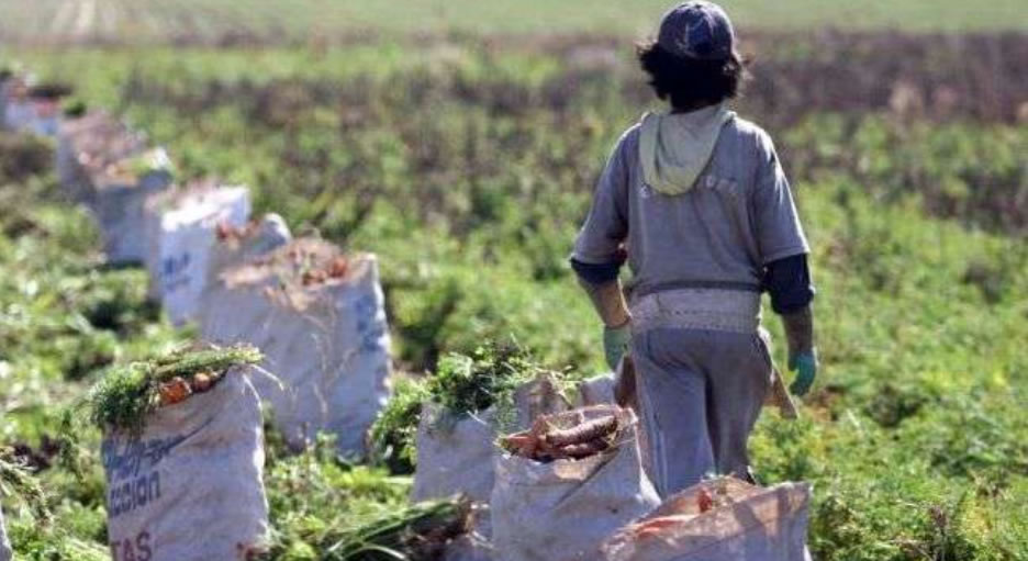 Curso online gratuito para erradicar el trabajo infantil en el sector agropecuario