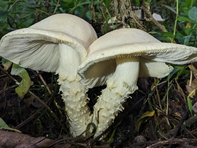 Científicos identificaron nuevas especies de hongos y nombraron a uno de ellos en honor a Lionel Messi