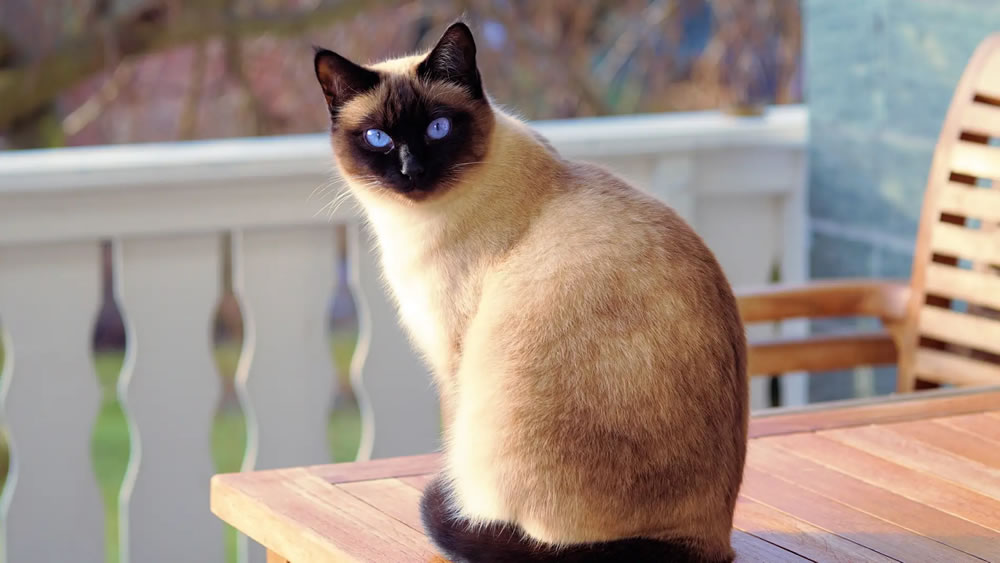 ¿Cómo funcionan los sentidos de los gatos?: Para entender cómo experimenta el mundo tu mascota