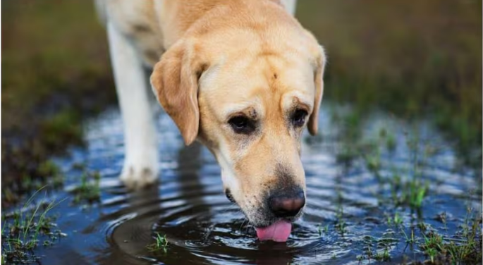 Esta es la razón por la que perros y gatos no deberían tomar agua de lluvia, según especialistas