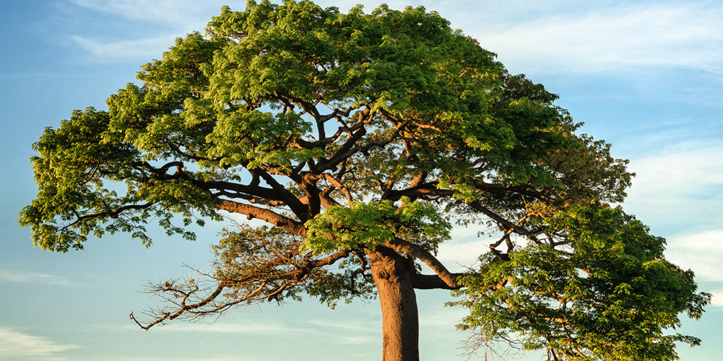 Día del árbol