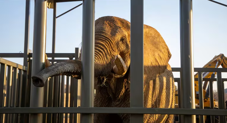 Charley, el último elefante de un zoológico de Sudáfrica, encontró la libertad después de 40 años