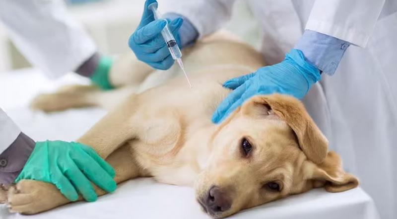 Programa de Vacunación gratuita Antirrábica para Mascotas