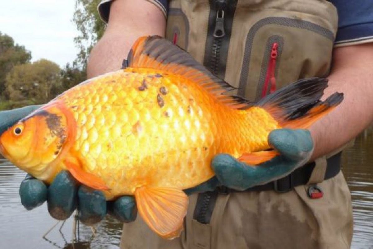 Entre Ríos declara de interés turístico el dorado y se prohíbe su pesca comercial