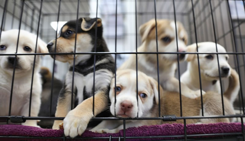 España: Entró en vigencia la prohibición de la venta de perros, gatos y hurones en comercios