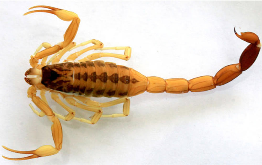 Brindan recomendaciones para prevenir picaduras de alacranes