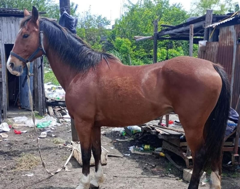 Secuestran en un barrio de Concordia dos caballos robados en Calabacilla