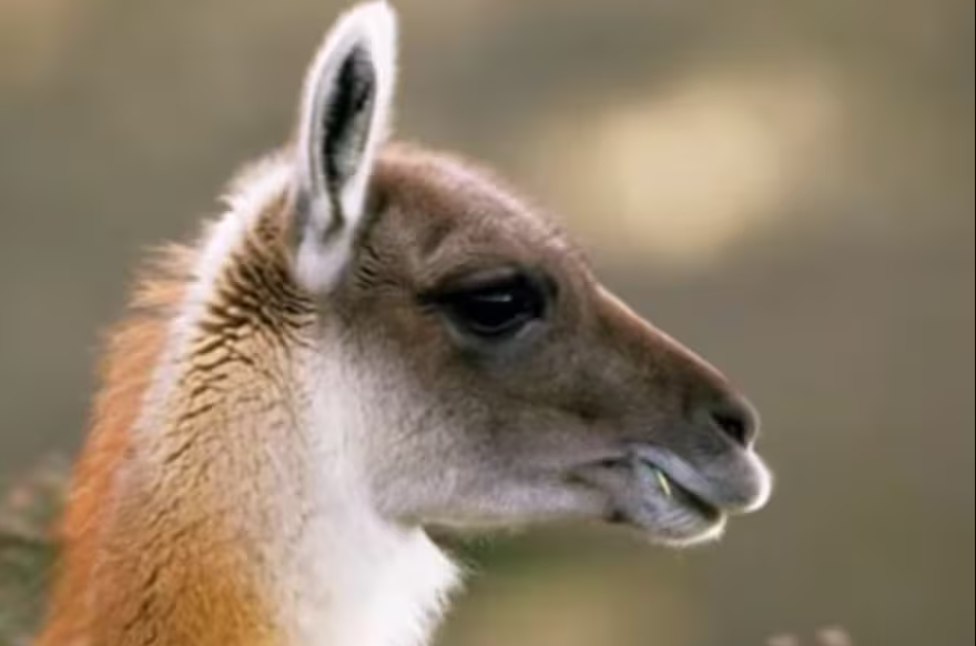 Santa Cruz bajo alerta por sobrepoblación de guanacos