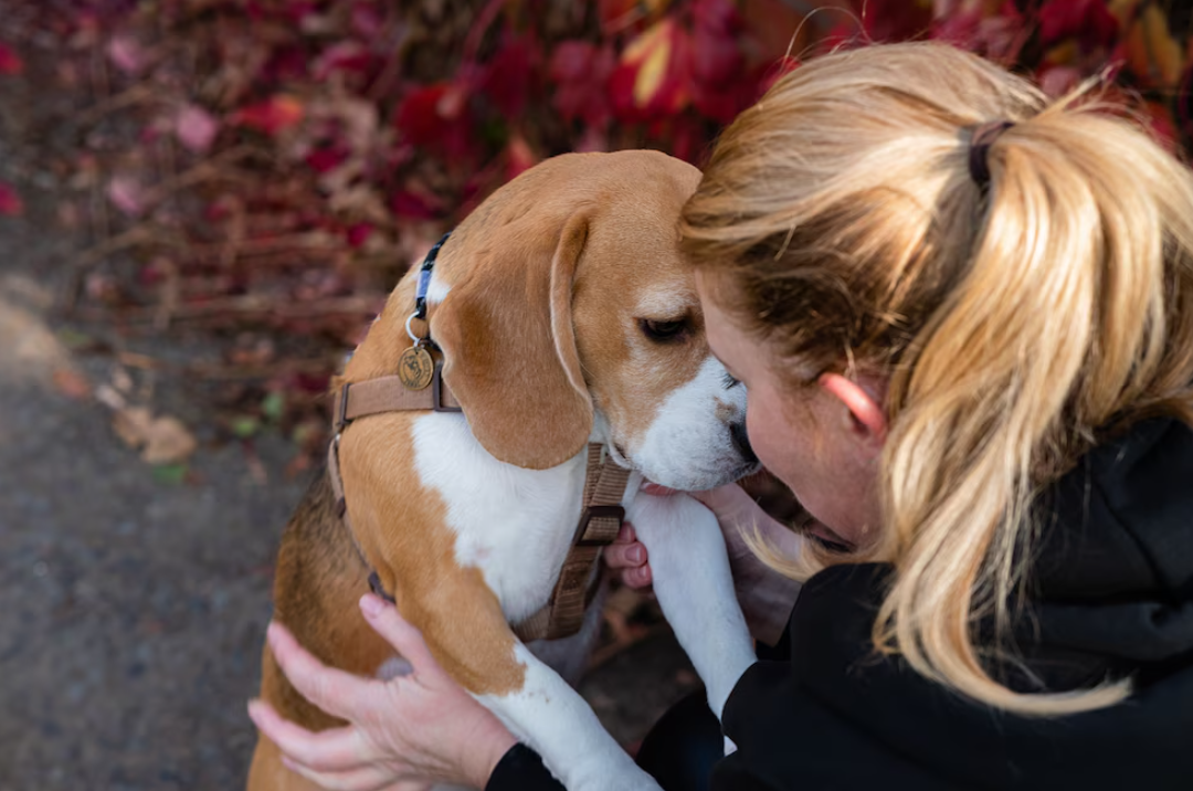 El cerebro de las personas y los perros se sincroniza cuando se miran a los ojos, según la ciencia