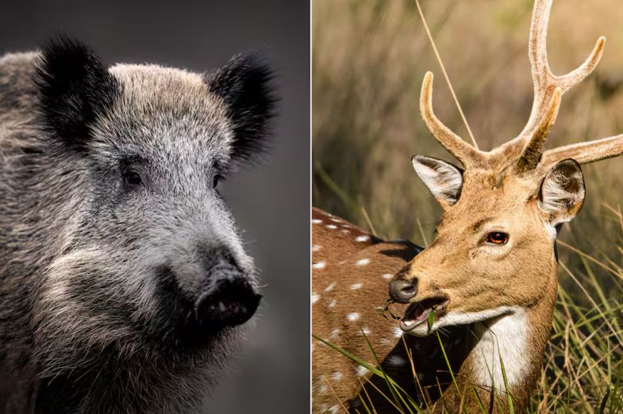 Productores de Entre Ríos preocupados por el avance de jabalíes y el ciervo axis