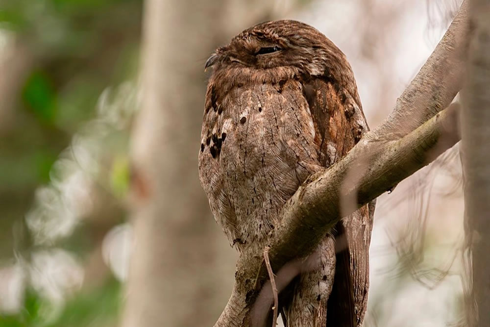 Aseguran que la fotografía del urutaú “es el primer registro para el Parque Pre-Delta”