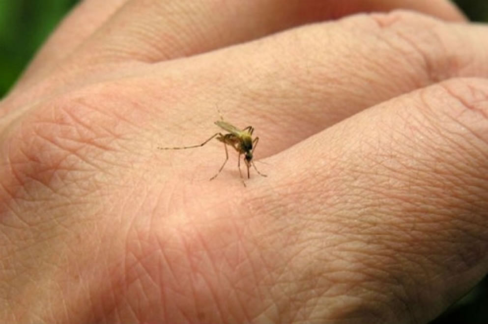 Buscan vecinos con síntomas compatibles en el vecindario del primer caso de dengue