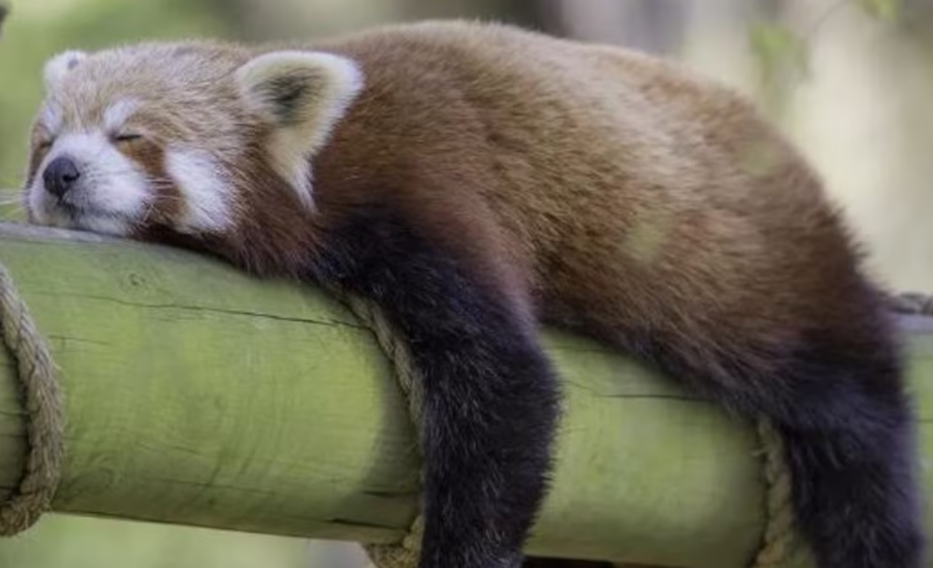 Descubren que el consumo de alcohol entre los animales es más frecuente de lo que se creía