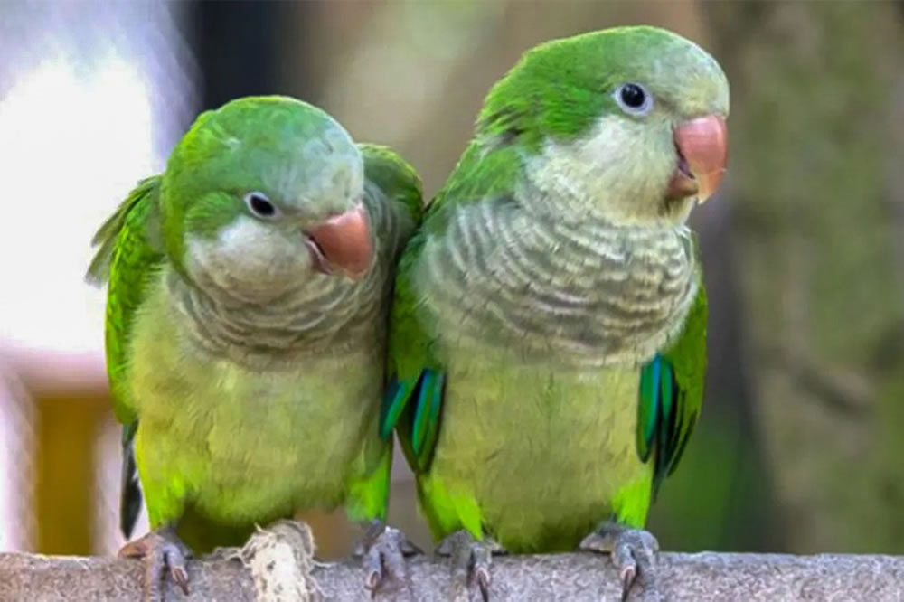 Alertan por el aumento de casos de psitacosis en Entre Ríos e informan cómo prevenir
