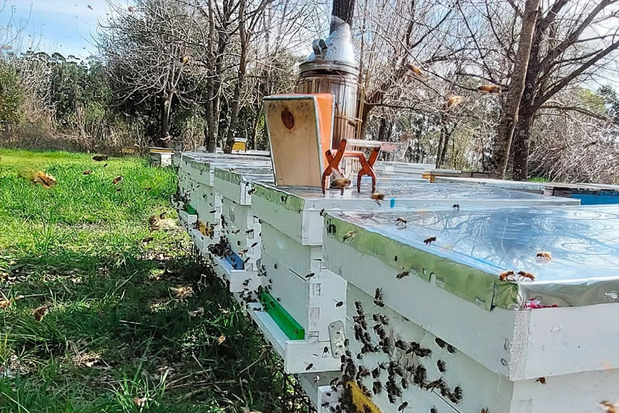 Tras 20 años de trabajo, familia apicultora entrerriana exportará abejas reinas