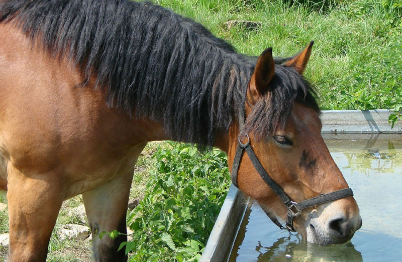 Restricción a la circulación con TAS por las altas temperaturas