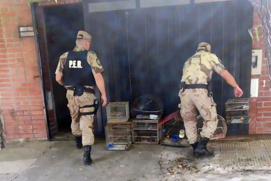 Allanamiento en Paraná: Rescatan pájaros que llegan a comercializarse por $1.000.000