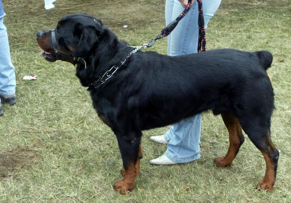 Desde el municipio precisaron a que lugar concurrir para el registro de perros potencialmente peligrosos