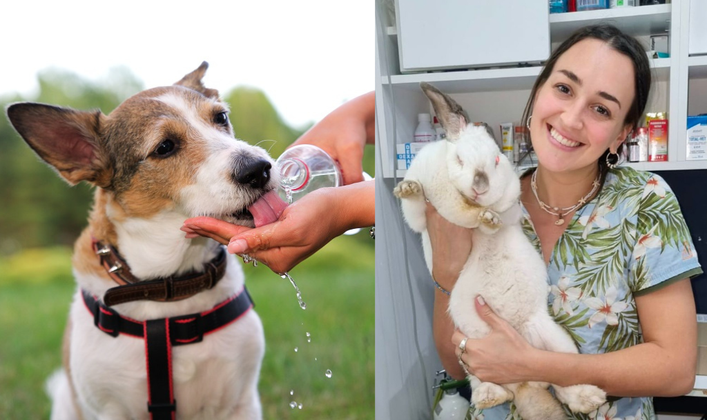 Despejando dudas sobre cómo prevenir el golpe de calor en nuestras mascotas, con la veterinaria Paula Pitura