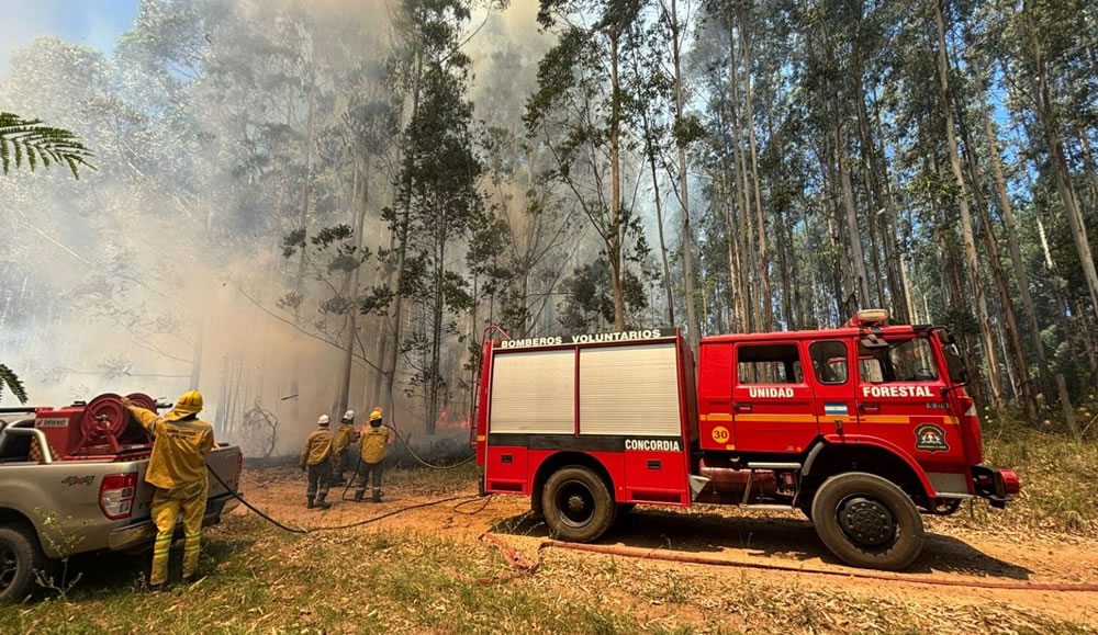 Bomberos Voluntarios de Entre Ríos combatieron más de 260 incendios forestales durante enero