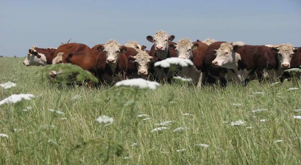 Implementan una refinanciación de créditos para el sector agropecuario