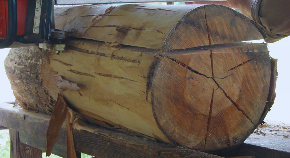 En el INTA estudian el potencial industrial de los clones de eucalipto