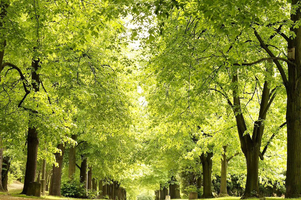 La importancia de plantar árboles autóctonos en las ciudades ante las olas de calor